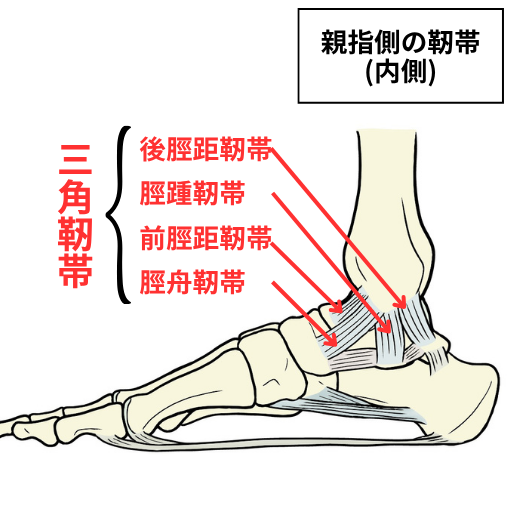 親指側の靭帯の説明図